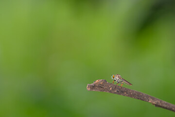 Close-up of robber flies (Asilidae) or killer flies waiting to ambush their prey, on a blurry and plain background can be used to create text