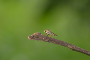 Close-up of robber flies (Asilidae) or killer flies waiting to ambush their prey, on a blurry and plain background can be used to create text