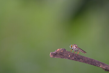 Close-up of robber flies (Asilidae) or killer flies waiting to ambush their prey, on a blurry and...