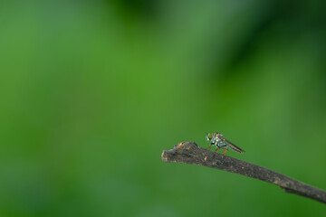 Close-up of robber flies (Asilidae) or killer flies waiting to ambush their prey, on a blurry and...