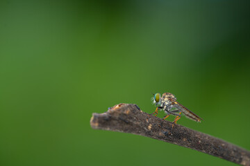 Close-up of robber flies (Asilidae) or killer flies waiting to ambush their prey, on a blurry and plain background can be used to create text