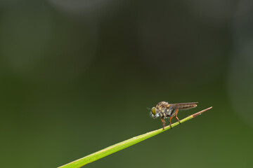 Close-up of robber flies (Asilidae) or killer flies waiting to ambush their prey, on a blurry and plain background can be used to create text