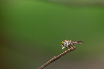 Close-up of robber flies (Asilidae) or killer flies waiting to ambush their prey, on a blurry and plain background can be used to create text