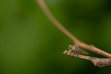 Close-up of robber flies (Asilidae) or killer flies waiting to ambush their prey, on a blurry and...