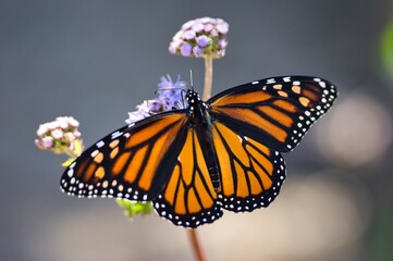 butterfly on flower