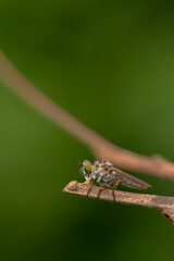 Close-up of robber flies (Asilidae) or killer flies waiting to ambush their prey, on a blurry and plain background can be used to create text