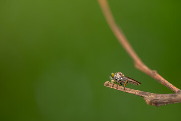 Close-up of robber flies (Asilidae) or killer flies waiting to ambush their prey, on a blurry and plain background can be used to create text