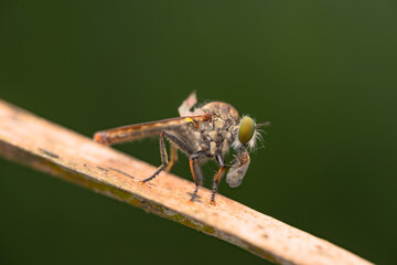 Close-up of robber flies (Asilidae) or killer flies waiting to ambush their prey, on a blurry and...