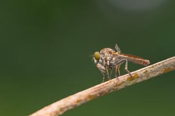 Close-up of robber flies (Asilidae) or killer flies waiting to ambush their prey, on a blurry and...