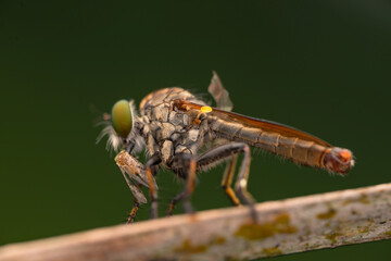 Close-up of robber flies (Asilidae) or killer flies waiting to ambush their prey, on a blurry and plain background can be used to create text