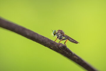 Close-up of robber flies (Asilidae) or killer flies waiting to ambush their prey, on a blurry and plain background can be used to create text