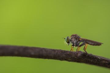 Close-up of robber flies (Asilidae) or killer flies waiting to ambush their prey, on a blurry and...