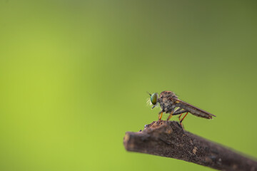 Close-up of robber flies (Asilidae) or killer flies waiting to ambush their prey, on a blurry and...