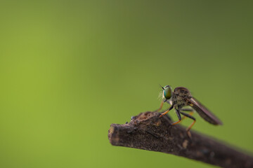 Close-up of robber flies (Asilidae) or killer flies waiting to ambush their prey, on a blurry and...