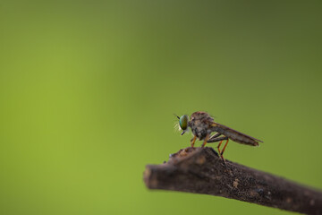 Close-up of robber flies (Asilidae) or killer flies waiting to ambush their prey, on a blurry and...