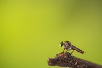 Close-up of robber flies (Asilidae) or killer flies waiting to ambush their prey, on a blurry and...