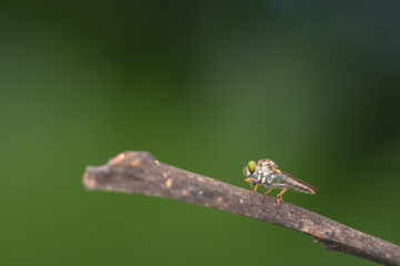 Close-up of robber flies (Asilidae) or killer flies waiting to ambush their prey, on a blurry and plain background can be used to create text