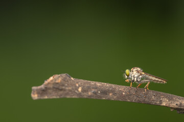 Close-up of robber flies (Asilidae) or killer flies waiting to ambush their prey, on a blurry and...