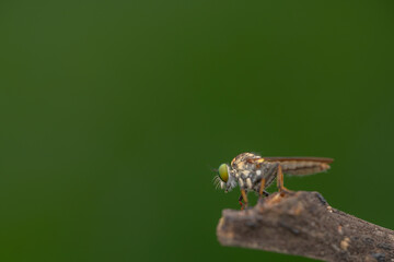 Close-up of robber flies (Asilidae) or killer flies waiting to ambush their prey, on a blurry and plain background can be used to create text