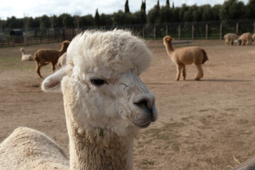 Obraz premium Portrait of a White Alpaca
