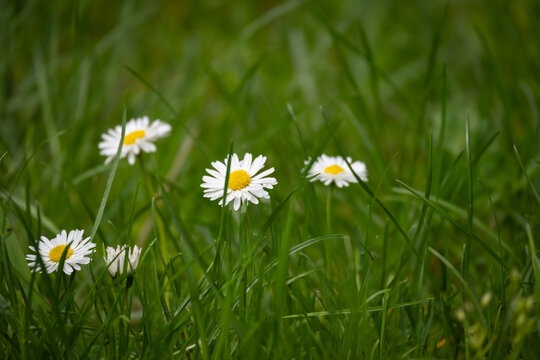 Wild flowers on the green grass plain. Wild white flowers - daisies.