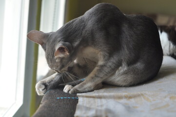 Oriental shorthair cat sits on the window