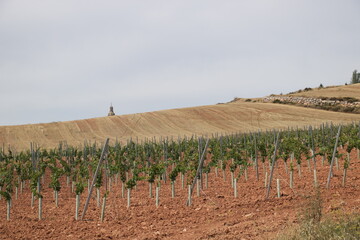 vignoble , Espagne terre rouge , champs de bl&eacute;