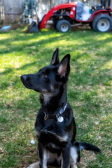 German Shepherd puppy in the yard
