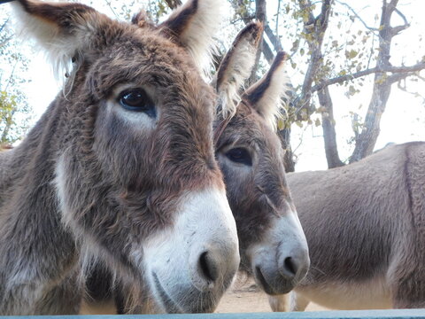 closeup portrait face, head photo of two brown Donkeys standing side to side, face to face next to each other looking at the camera. Super cute