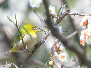 Fototapeta premium robin on branch