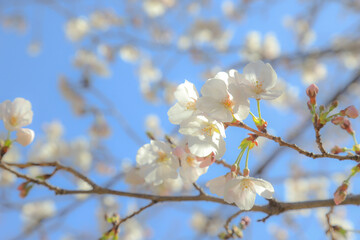 tree blossom