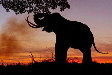 Fototapeta na wymiar Silhouette of Thai Elephants at sunrise sky.