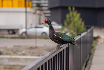 wild black bird in the city. ecology