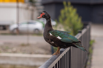 wild black bird in the city. ecology