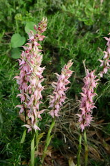 pink and white wild orhid flower