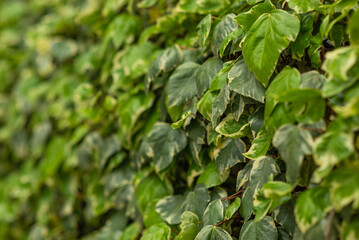 green plant, leaves in nature. background