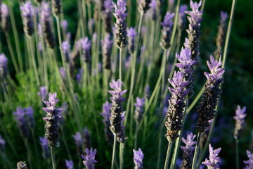 lavender flowers in the field