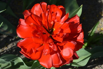 czerwony tulipan w pełnym rozkwicie - obrazy, fototapety, plakaty