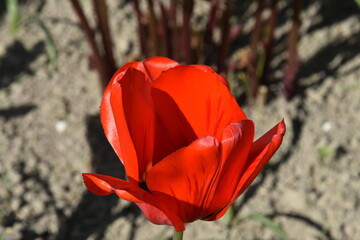 tulipan, kwiat czerwony - obrazy, fototapety, plakaty