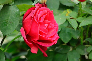red rose in garden