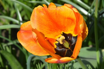 tulipan, w rozkwicie - obrazy, fototapety, plakaty