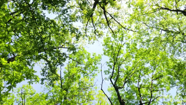 Bottom-up view of spring green forest, look up in oak branches, beautiful nature landscape. Natural day light. 4K video footage. Slow motion.
