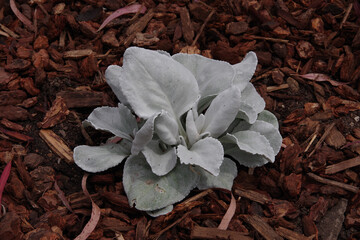 Close-up view of a Senecio candicans Angel Wings succulent plant