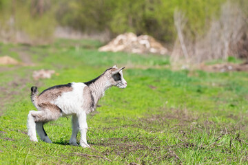 Naklejka na ściany i meble White baby goat on green grass in sunny day