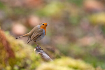 Rouge-gorge (Erithacus rubecula) au printemps. Alpes. France
