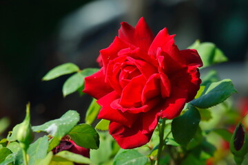 red rose in garden