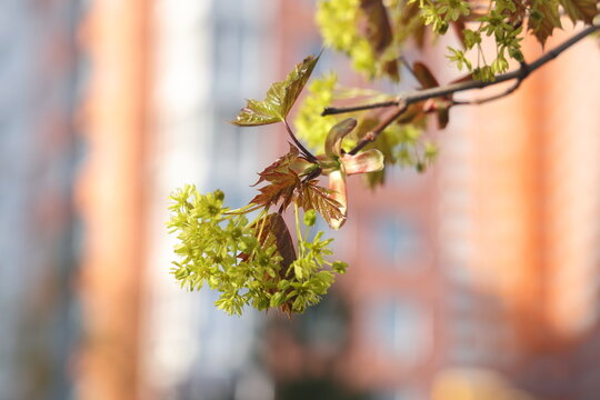 Maple branch with charming red leaf pieces growing from buds. Maple in early spring against the backdrop of the facade of a residential building. New leaves are growing. Spring time.