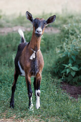 A young, small, brown goat with straight ears she listens intently and is very careful.