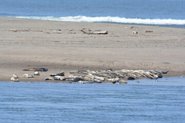 Harbor Seals Hauled Out On Sand Spit At Siletz Bay Park - Central Oregon Coast
