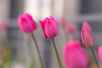 Pink tulips in a flower bed. The tulip bud sways in the wind. Flowerbed in the garden. Beautiful...